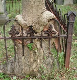 tree growing over fence